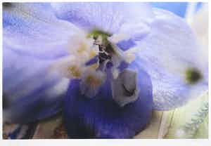 Marc Mulders - Zeefdruk, Delphinium verkocht voor € 1!