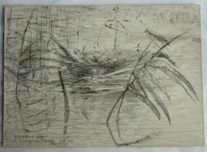 Theo van Hoytema - Litho, Drijvend nest van een dodaars, Texel - 1913 kopen? Bied vanaf 10!