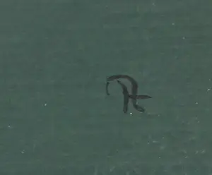 Andries Mesman - Olieverf op doek, Gebonden vrouw kopen? Bied vanaf 50!