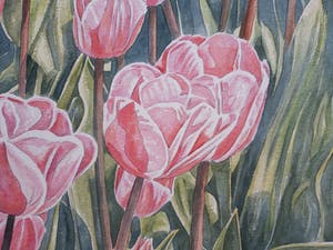 Ger Daniels - Roze Tulpen kopen? Bied vanaf 25!