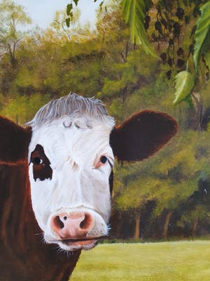 Jan Teunissen - Twee kalveren in weiland kopen? Bied vanaf 200!