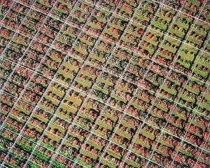 Karel J.A. Tomei - Westland tuinderij van bovenaf - originele foto kopen? Bied vanaf 45!