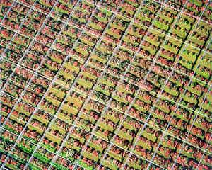 Karel J.A. Tomei - Westland tuinderij van bovenaf - originele foto verkocht voor € 45!