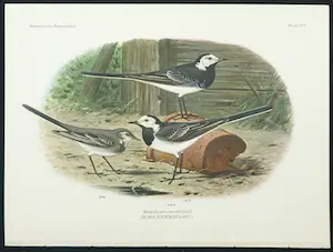 Eduard Daniël van Oort - Chromolitho, Lot van vier voorstellingen uit 'De Vogels van Nederland' kopen? Bied vanaf 1!