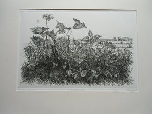 Willem Minderman - WILDE PLANTEN kopen? Bied vanaf 50!