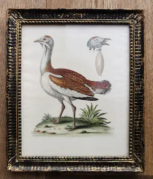 George Edwards - twee Gevogelte prenten kopen? Bied vanaf 19!