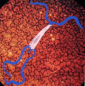 Marina Abramovic - Zeefdruk: zonder titel verkocht voor € 100!