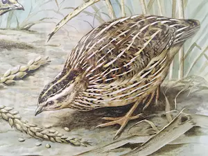 Buy Basil Ede - Quails in a summerfield? Bid from 10!