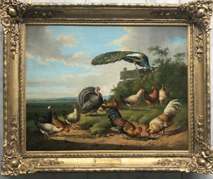 Albertus Verhoesen - prachtige Pauw kippen en haan kopen? Bied vanaf 2750!