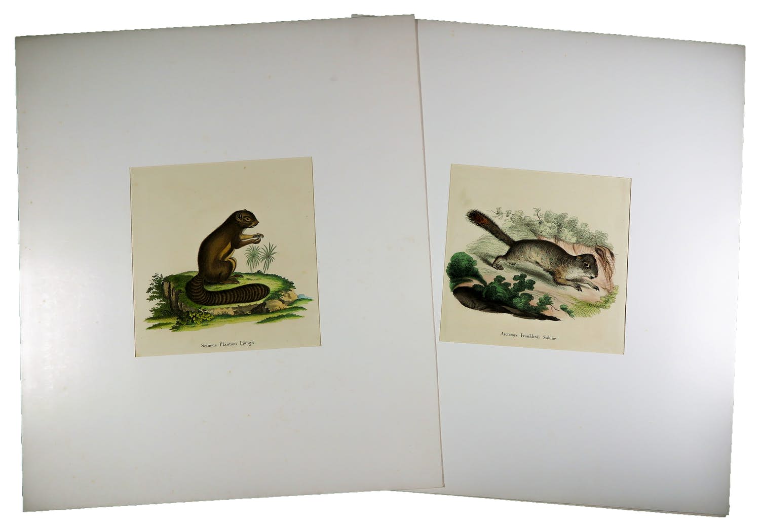 Thomas Landseer - en I.C. Bock - Twee handgekleurde etsen van eekhoorns kopen? Bied vanaf 1!