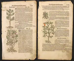 Adam Lonitzer - Handgekleurde houtsnede, Twee pagina's uit het Kräuterbuch kopen? Bied vanaf 1!