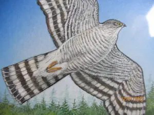 Ari Stolk - Sperwer in vlucht kopen? Bied vanaf 39!