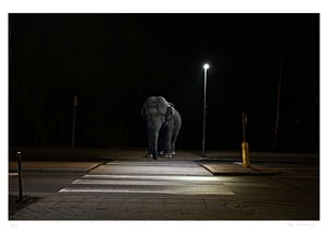 Mr. Strange - Le Pachyderme kopen? Bied vanaf 65!