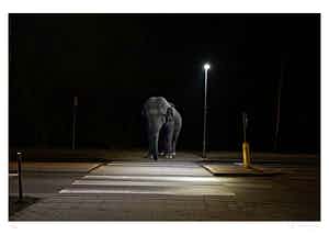 Mr. Strange - Le Pachyderme verkocht voor € 65!