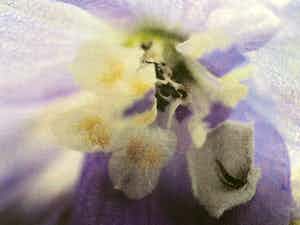 Marc Mulders - Delphinium verkocht voor € 195!