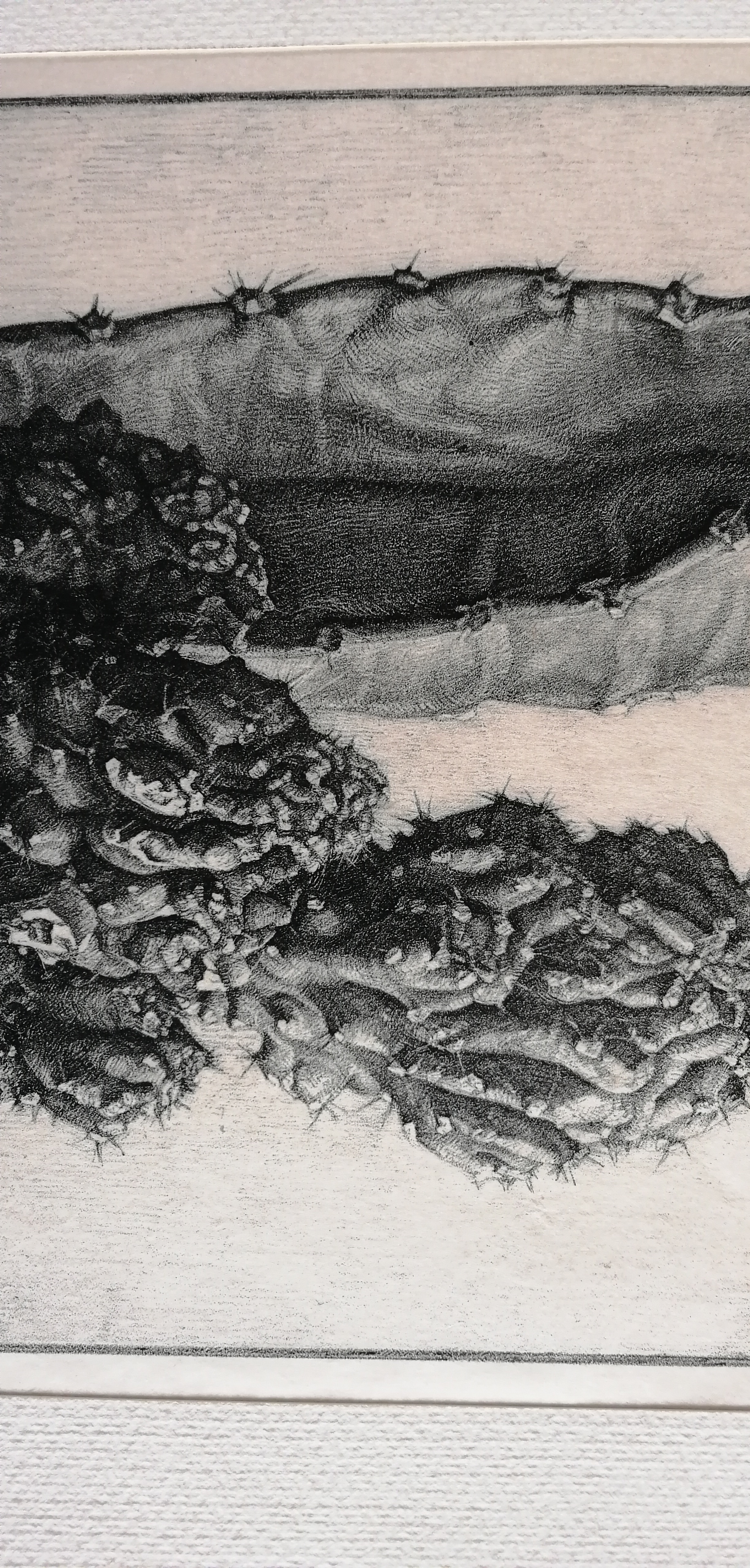 Bertha van Hasselt - Cactussen kopen? Bied vanaf 30!