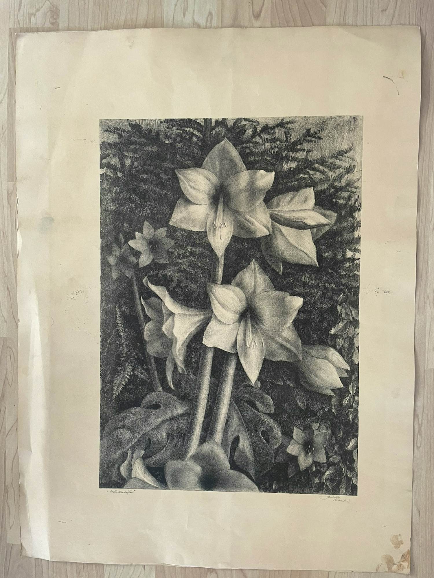 Jan Visser - Witte amaryllis verkocht voor € 35!