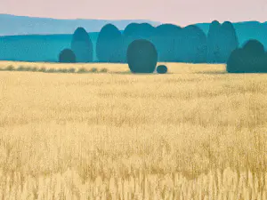 AcheterJean Paul Vroom - "nieuw Realisme" grote zeefdruk "waving grain" - bep. oplage (18/100)? Enchérissez de 56!
