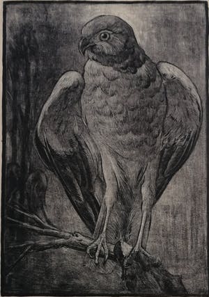 Joop van den Berg - Roofvogel kopen? Bied vanaf 20!