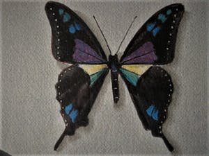 Hans Verhoef - Magnifiek realistisch Grafiek - Bep. Oplage Litho "diverse Vlinders" gesigneerd kopen? Bied vanaf 10!