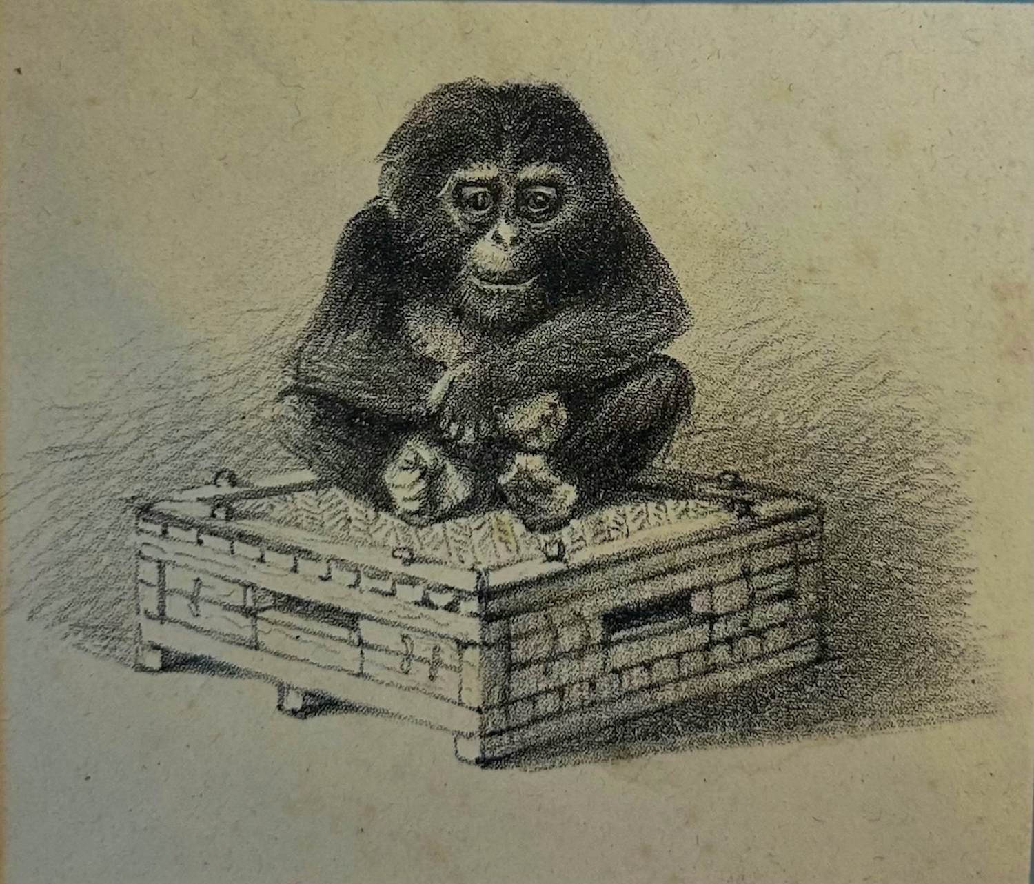 Theo van Hoytema - Chimpansee/De aap van Büttigofer kopen? Bied vanaf 30!