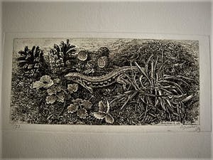 Dirk van Gelder - Meester graficus HERFST dennenappels, salamander etc - oplage 75 - potl.gesignrd kopen? Bied vanaf 68!