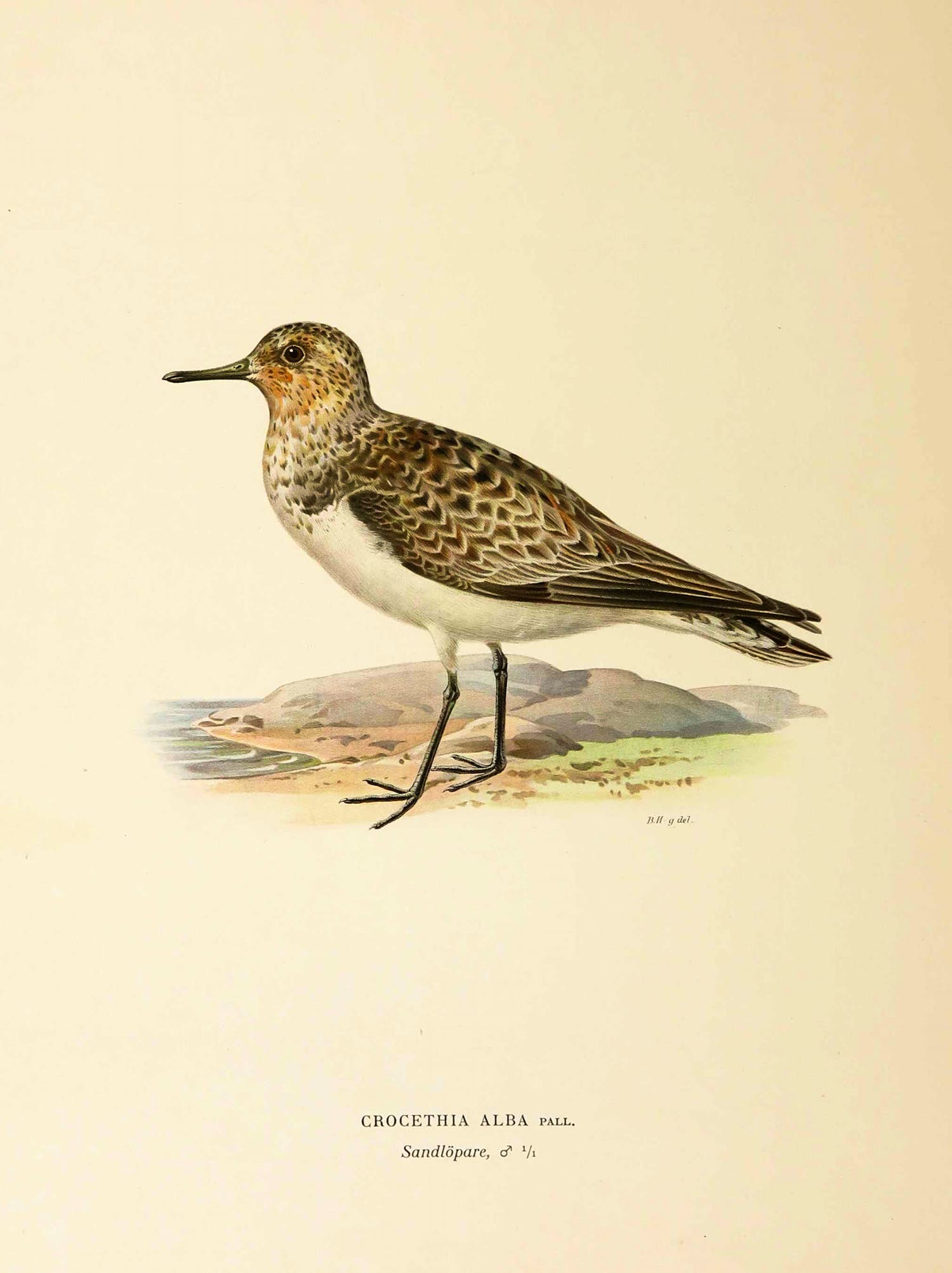 Wilhelm von Wright - Litho, Crocethia Alba, uit Svenska foglar (...) verkocht voor € 1!