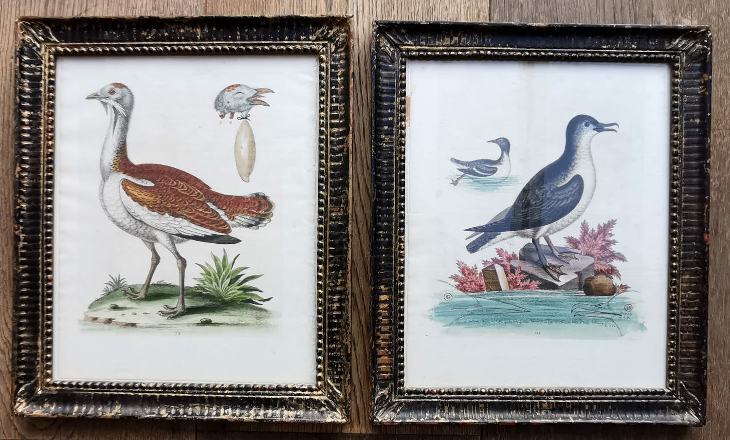 George Edwards - twee Gevogelte prenten verkocht voor € 19!