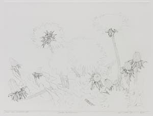 Jan van Winkel - Ets, Paardebloemen kopen? Bied vanaf 10!