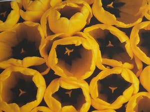 Paul Huf - Foto , Flowers : Gele Tulpen – gesigneerd & ingelijst - 1984 kopen? Bied vanaf 1!