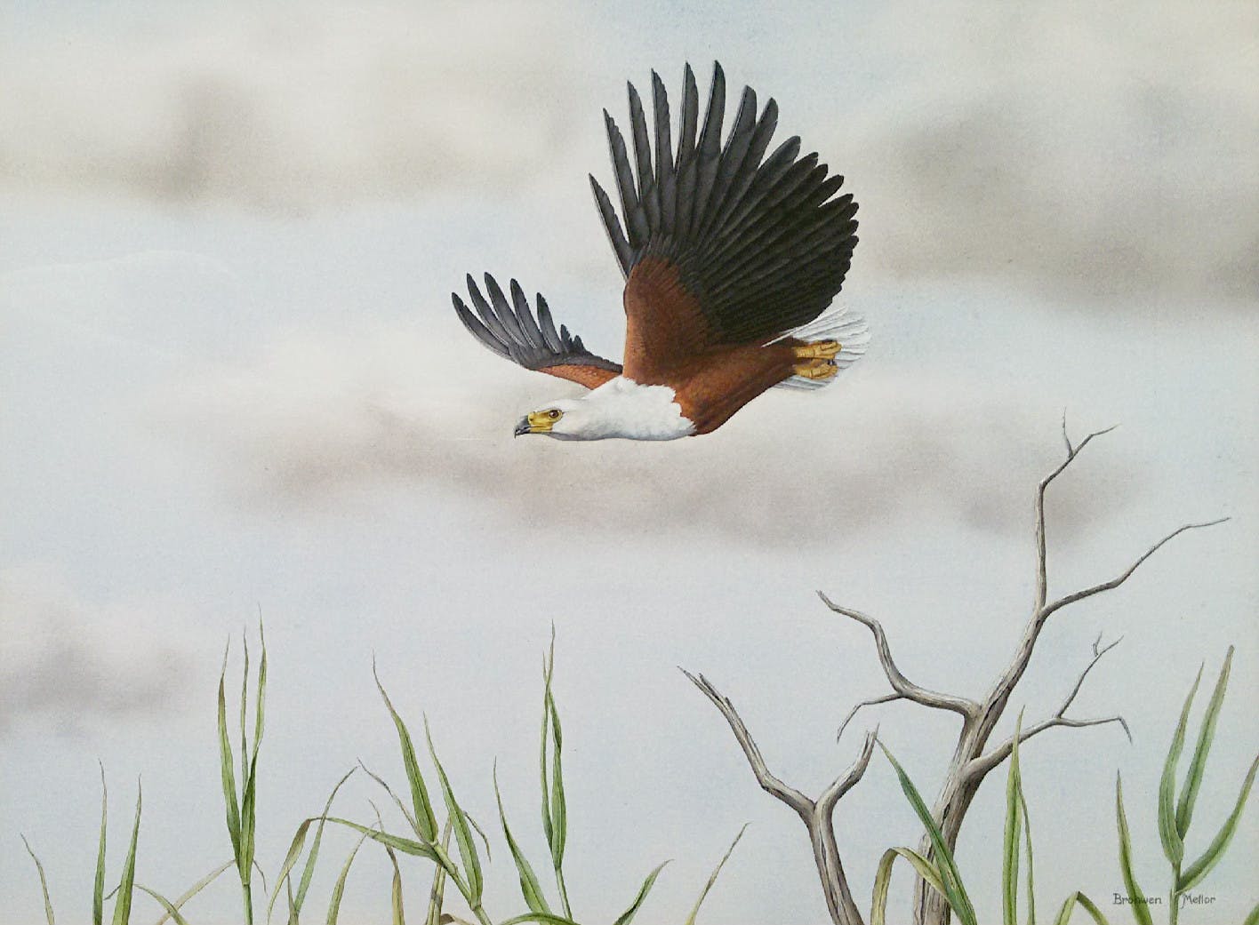 Niet of onleesbaar gesigneerd - Afrikaanse zeearend, gemengde techniek (mooi ingelijst) kopen? Bied vanaf 1!