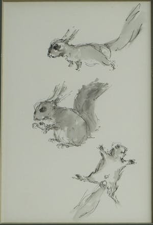 Niet of onleesbaar gesigneerd - Ingelijste pentekening en gewassen inkt , “Eekhoorn“ kopen? Bied vanaf 1!