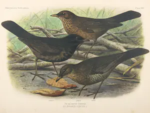 Eduard Daniël van Oort - Chromolitho, Lot van vier voorstellingen uit 'De Vogels van Nederland' kopen? Bied vanaf 1!