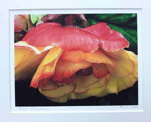 Bert Houweling - 'Roos' kopen? Bied vanaf 1!