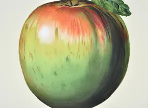 Rene Magritte - (naar) Ceci n'est pas une pomme (1964 ) - Lithografie - 60x45 cm kopen? Bied vanaf 440!