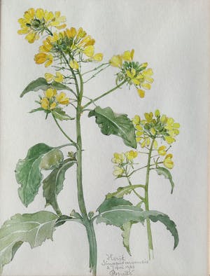 Johan Briede - Herik (Sinapis arvensis) kopen? Bied vanaf 100!