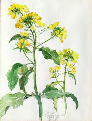 Johan Briede - Herik (Sinapis arvensis) verkocht voor € 100!