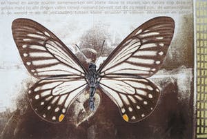 Mark Verdoes - Giclee, Vlinder V kopen? Bied vanaf 1!