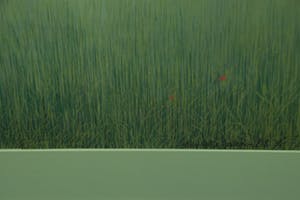 Jean Paul Vroom - Coquelicot, 1981, 42/100 - Litho op papier kopen? Bied vanaf 50!