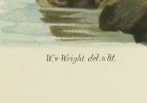 Wilhelm von Wright - Litho, Larus Fuscus, uit Svenska foglar (...) kopen? Bied vanaf 1!