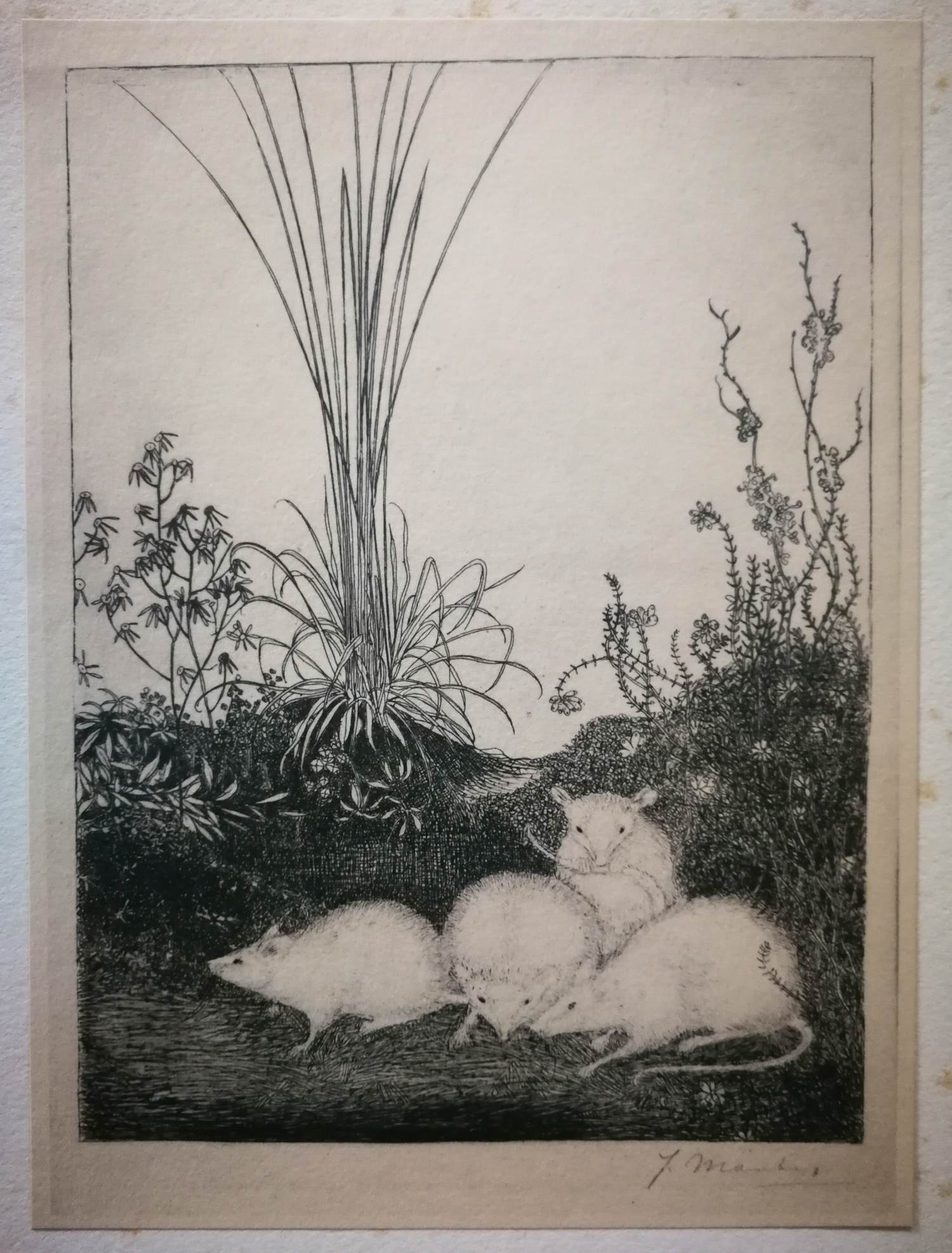 Jan Mankes - Witte muizen. kopen? Bied vanaf 59!