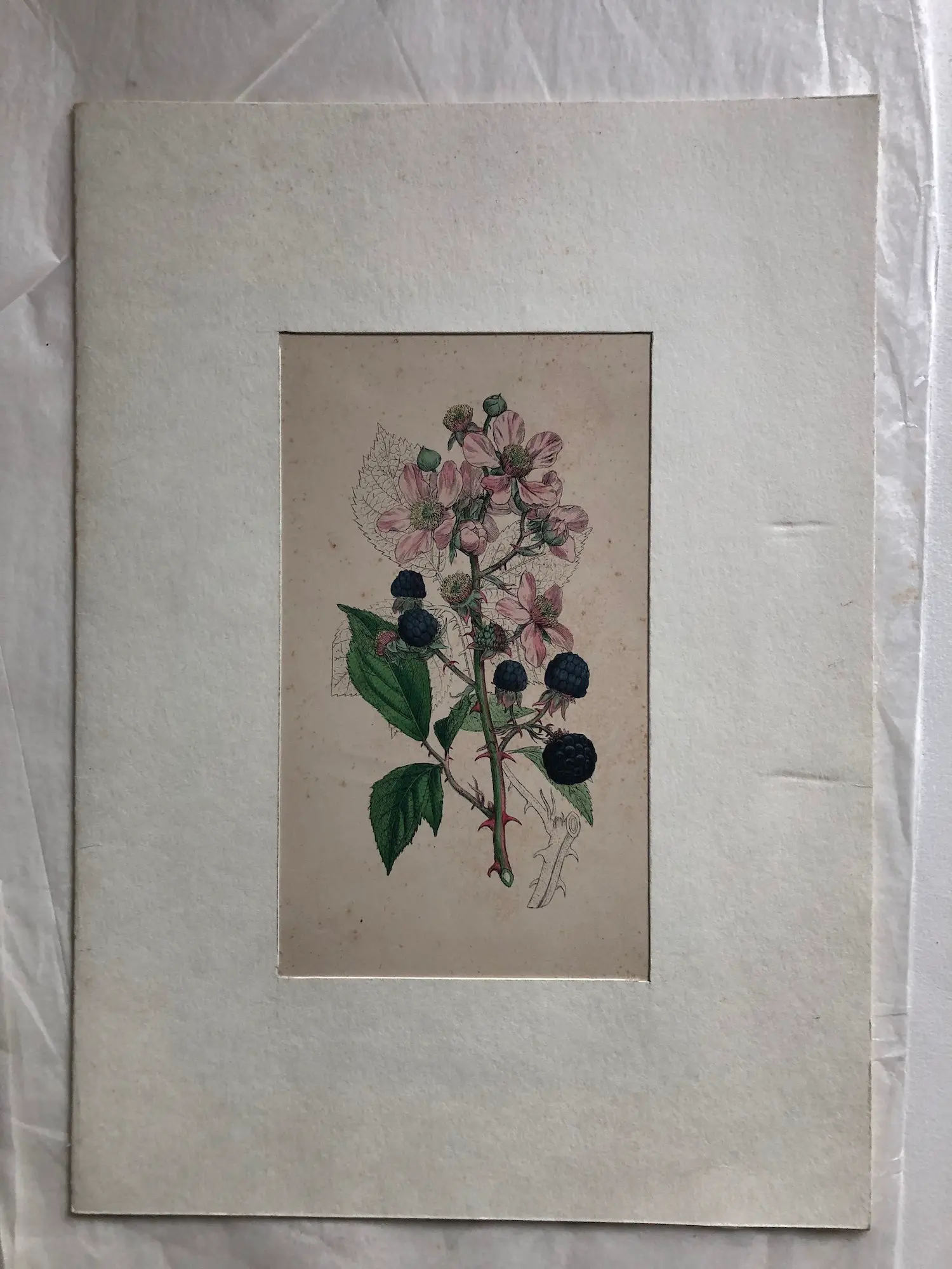 James Sowerby (1756-1822)