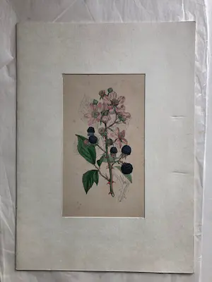James Sowerby - Common bramble, blackberry, Rubus fruticosus kaufen? Bieten Sie von 1!