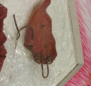 Jan-Karel van Stekelenburg - Assemblage, Rode oortjes - Ingelijst kopen? Bied vanaf 1!