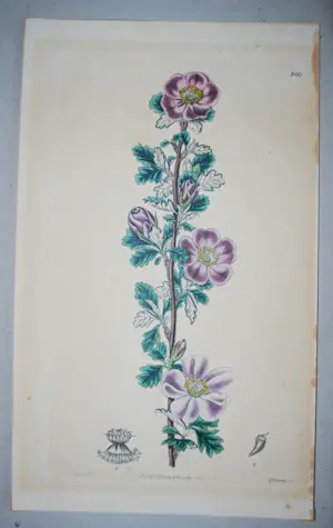 Maria Sybilla Merian - 2 boeken, 2 gravures (19e Eeuw) kopen? Bied vanaf 75!