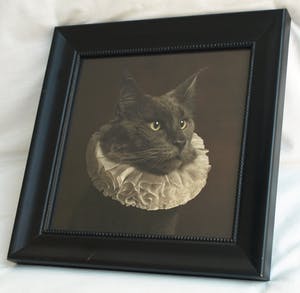 Marie Cecile Thijs - Ingelijste foto uit de serie 'White Collar', Cat with White Collar IV - 2013 kopen? Bied vanaf 1500!