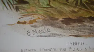 Edward Neale - Patrijzen - lithografie 19e eeuw kopen? Bied vanaf 35!