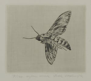 Dick Stolwijk - Ets, Motvlinder - Ingelijst kopen? Bied vanaf 35!