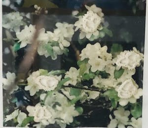 Regula Muller - Zakdoek (unicaat) kopen? Bied vanaf 125!