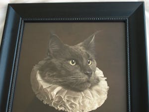 Marie Cecile Thijs - Ingelijste foto uit de serie 'White Collar', Cat with White Collar IV - 2013 kopen? Bied vanaf 1500!